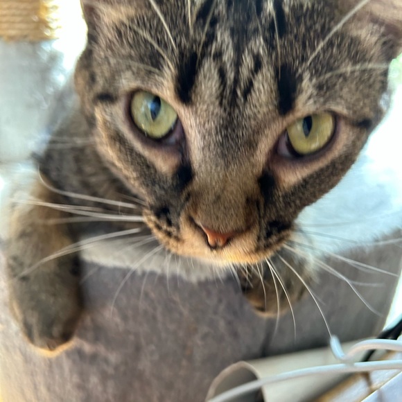 💖Come visit my Mama & Shop the Kitty-Korner!💖 - Picture 11 of 17